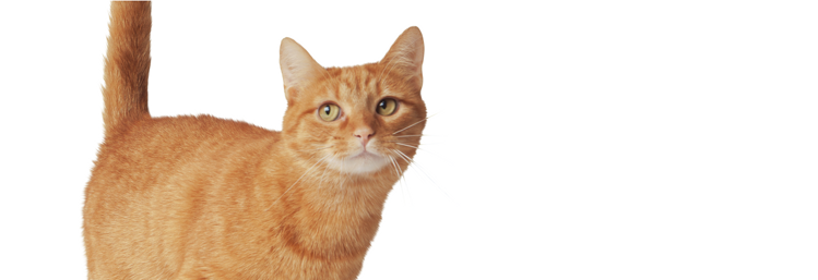 Orange indoor domestic shorthair cat