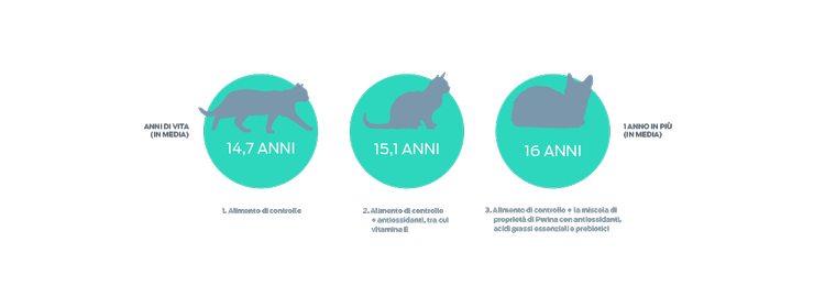 grafico anni di vita dei gatti