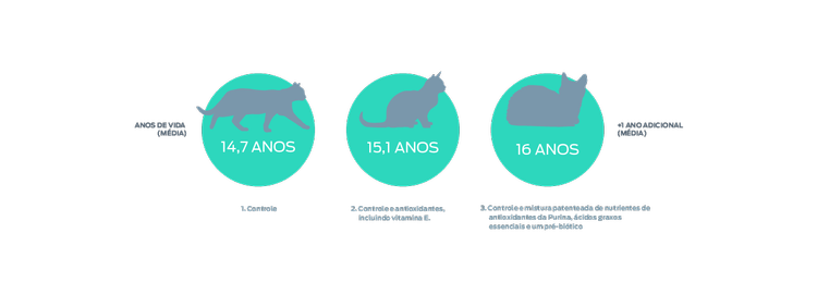gráfico de anos de vida do gato