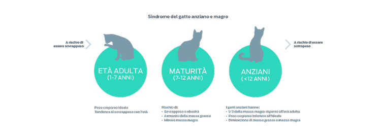 grafico della skinny old cat syndrome