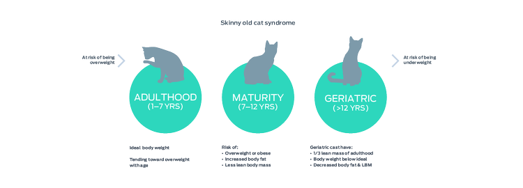 skinny old cat syndrome graphic