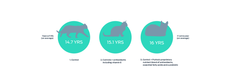 cat years of life graphic