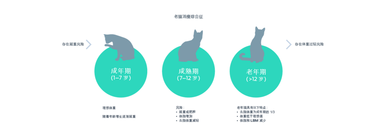 老猫消瘦综合征图