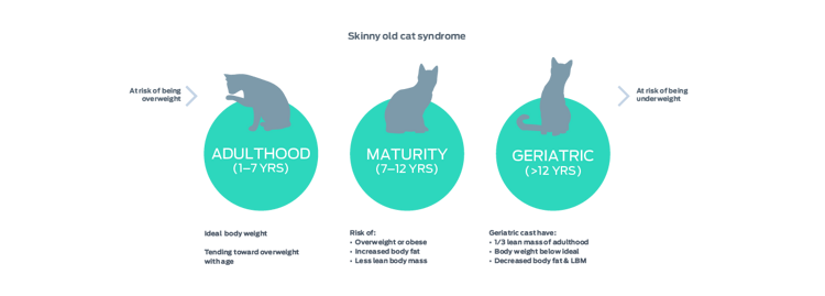skinny old cat syndrome graphic