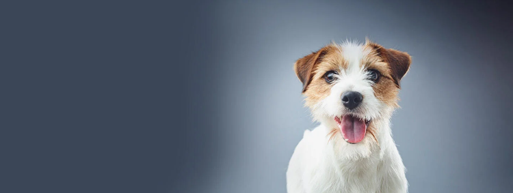 犬における Purina Institute のトランスクリプトミクス