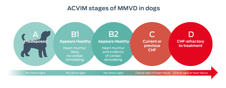 ACVIM stages of MMVD in dogs