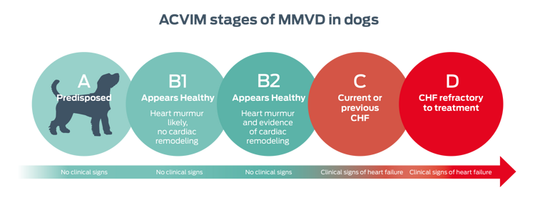 ACVIM stages of MMVD in dogs