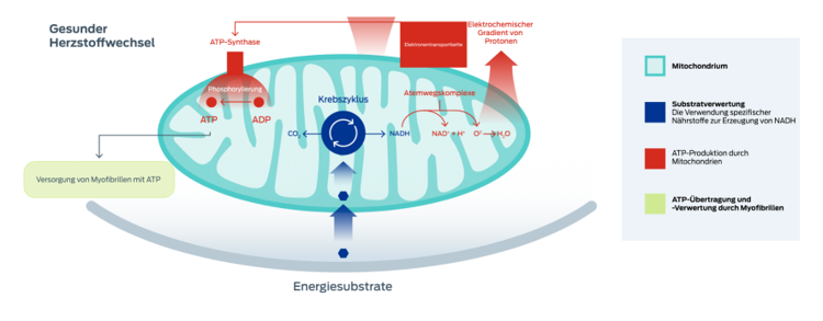 Grafik zum Energiestoffwechsel des Herzens