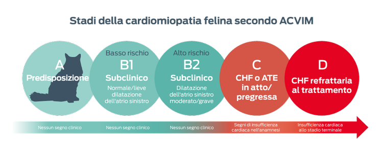Stadi della cardiomiopatia felina identificati dall'ACVIM