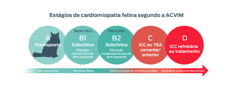 Estágios de cardiomiopatia felina segundo o ACVIM