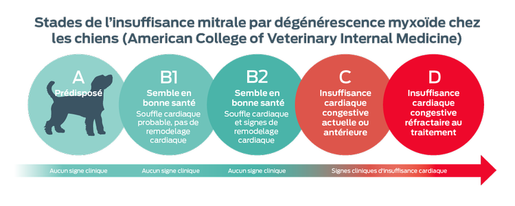 Stades ACVIM de la MMVD chez le chien. A, prédisposé. Aucun signe clinique. B1, semble sain. Souffle cardiaque probable, pas de remodelage cardiaque. Pas de signes cliniques. B2, semble en bonne santé. Souffle cardiaque et évidence de remodelage cardiaque. Aucun signe clinique. C, Insuffisance cardiaque actuelle ou antérieure. Signes cliniques d'insuffisance cardiaque. D, ICC réfractaire au traitement. Signes cliniques d'insuffisance cardiaque.