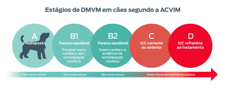 Estágios de DMVM em cães segundo o ACVIM