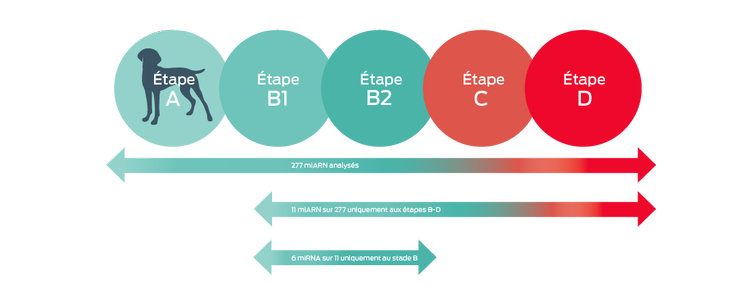 stades de la maladie du chien