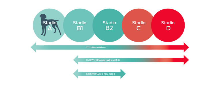 cane dallo stadio a allo stadio d