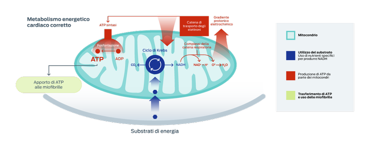 grafico del metabolismo energetico cardiaco