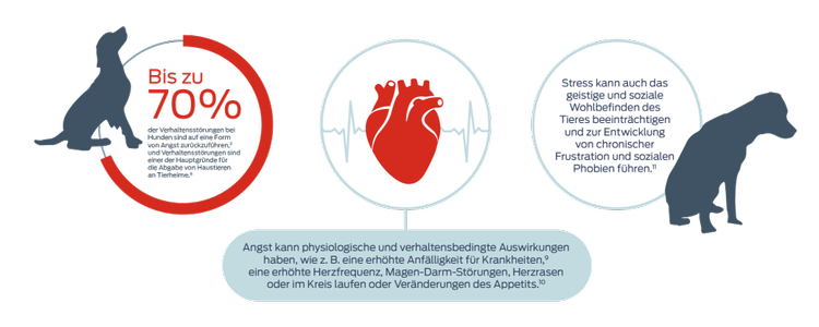 Bis zu 70 % der Verhaltensstörungen bei Hunden sind auf eine Form von Angst zurückzuführen5, und Verhaltensstörungen sind einer der Hauptgründe für die Abgabe von Haustieren in Tierheime.8 Angst kann sich auf physiologische Vorgänge und das Verhalten auswirken, wie z. B. in Form einer erhöhten Anfälligkeit für Krankheiten9, einer erhöhten Herzfrequenz, Magen-Darm-Störungen, Auf- und Ablaufen oder Kreisen oder Veränderungen des Appetits.10 Auch Stress kann sich auf das psychische und soziale Wohlbefinden ein