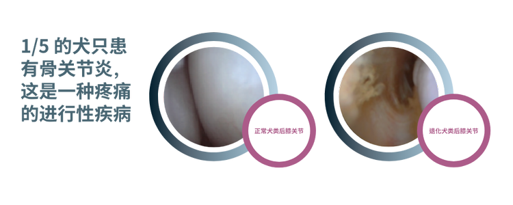 Purina机构扼流关节