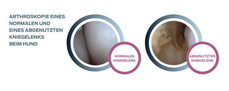 purina-institute-kniegelenk