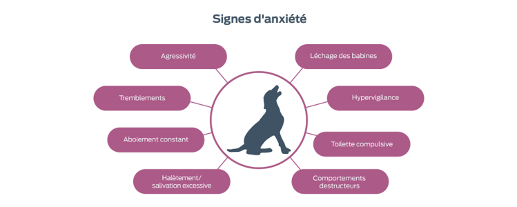 Des signes d'anxiété. Agression. Tremblements. Aboiement persistant. Transpiration/salivation excessive. Claquements de lèvres. Hyper-attention. Toilettage compulsif. Comportements destructeurs.