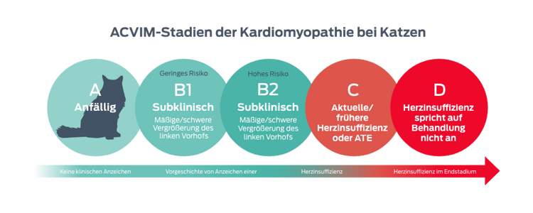 ACVIM-Stadien der Kardiomyopathie bei Katzen