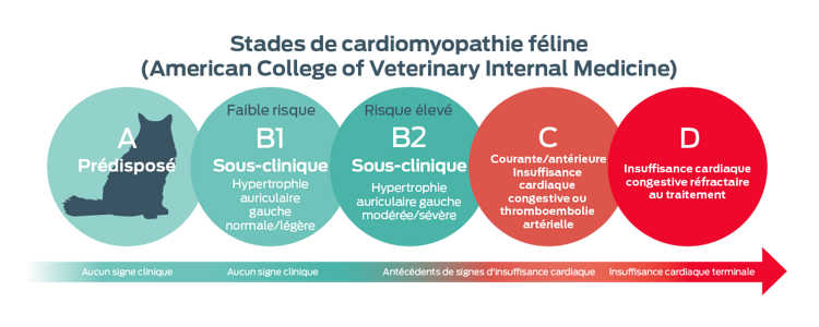 Stades ACVIM de cardiomyopathie féline