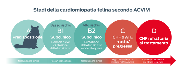 Stadi della cardiomiopatia felina identificati dall'ACVIM