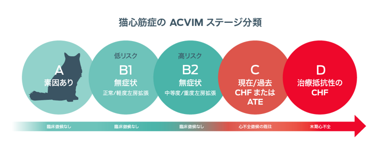 ACVIM による猫心筋症のステージ