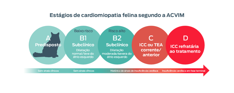 Estágios de cardiomiopatia felina segundo o ACVIM