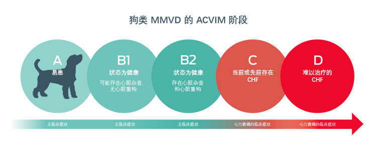 犬的MMVD的ACVIM阶段。A,易感性。没有临床症状。B1, 看起来很健康。可能有心脏杂音,没有心脏重塑。无临床症状。B2, 看上去很健康。有心脏杂音和心脏重塑的证据。无临床症状。C, 目前或以前的CHF。有心力衰竭的临床症状。D, 治疗难治的CHF。心力衰竭的临床症状。