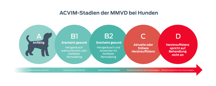 ACVIM-Stufen der MMVD bei Hunden. A, prädisponiert. Keine klinischen Anzeichen. B1, Scheint gesund zu sein. Herzgeräusch wahrscheinlich, kein kardiales Remodeling. Keine klinischen Anzeichen. B2, Scheint gesund zu sein. Herzgeräusch und Anzeichen eines kardialen Remodelings. Keine klinischen Anzeichen. C, Aktuelle oder frühere CHF. Klinische Anzeichen einer Herzinsuffizienz. D, therapierefraktäre Herzinsuffizienz. Klinische Anzeichen einer Herzinsuffizienz.