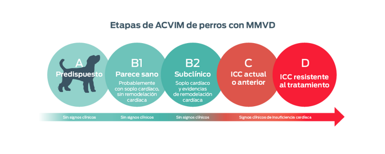 Etapas del ACVIM para la MMVD en perros