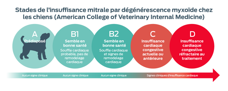 Stades ACVIM de la MMVD chez le chien. A, prédisposé. Aucun signe clinique. B1, semble sain. Souffle cardiaque probable, pas de remodelage cardiaque. Pas de signes cliniques. B2, semble en bonne santé. Souffle cardiaque et évidence de remodelage cardiaque. Aucun signe clinique. C, Insuffisance cardiaque actuelle ou antérieure. Signes cliniques d'insuffisance cardiaque. D, ICC réfractaire au traitement. Signes cliniques d'insuffisance cardiaque.