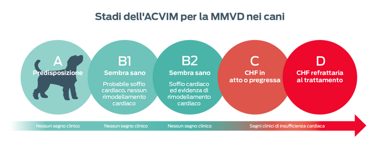 Stadi ACVIM di MMVD nei cani. A, predisposto. Nessun segno clinico. B1, sembra sano. Probabile soffio cardiaco, nessun rimodellamento cardiaco. Nessun segno clinico. B2, sembra sano. Soffio cardiaco ed evidenza di rimodellamento cardiaco. Nessun segno clinico. C, CHF attuale o precedente. Segni clinici di insufficienza cardiaca. D, CHF refrattario al trattamento. Segni clinici di insufficienza cardiaca.