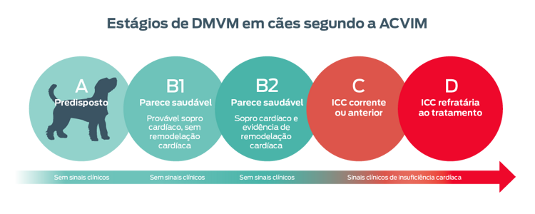 Estágios de DMVM em cães segundo o ACVIM