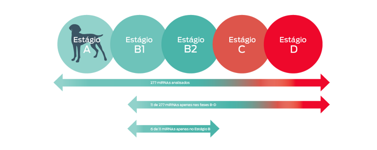 estágios do cachorro