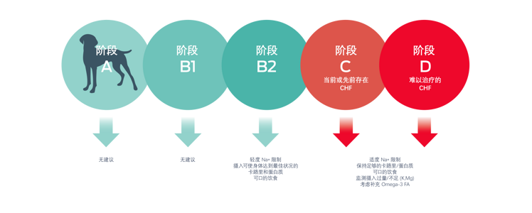 ACVIM 猫科心肌病分期