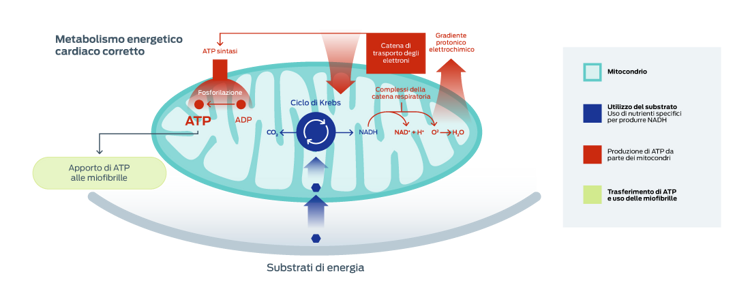 grafico del metabolismo energetico cardiaco