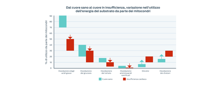 grafico di tutto il substrato di spostamento dell'energia del mitocondrio