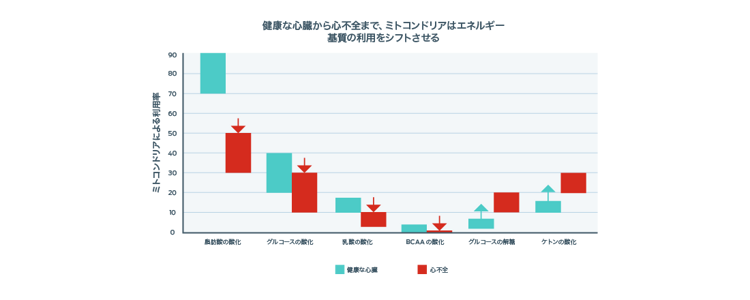 ミトコンドリアによるエネルギー基質の利用変化のグラフ