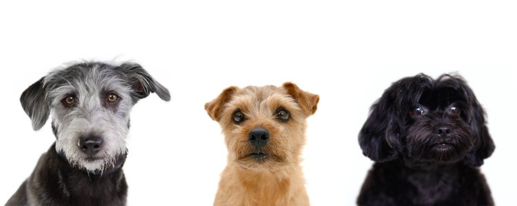 perros pequeños mirando a la cámara