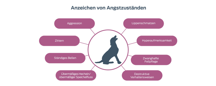 Anzeichen für Angst Aggressionen Zittern Anhaltendes Bellen Übermäßiges Hecheln/erhöhter Speichelfluss Lippenschmatzen. Gesteigerte Wachsamkeit Zwanghafte Fellpflege Zerstörerische Verhaltensweisen