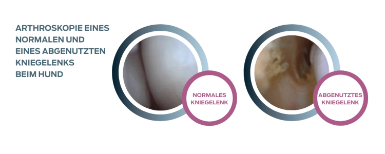 purina-institute-kniegelenk