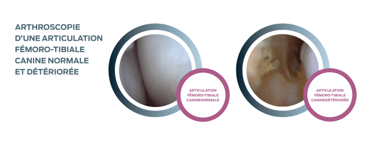 purina-institute-grasset