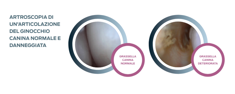 purina Instituto stifle articolare