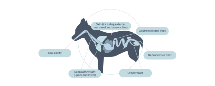 Investigation of non-gut microbiomes in dogs and cats lags behind those of humans, presenting additional opportunities to influence host health.