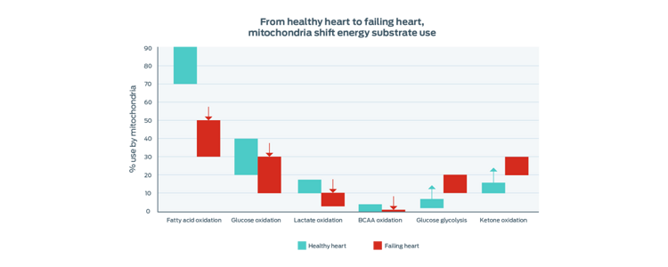 mitochondria shift energy substrate use graph