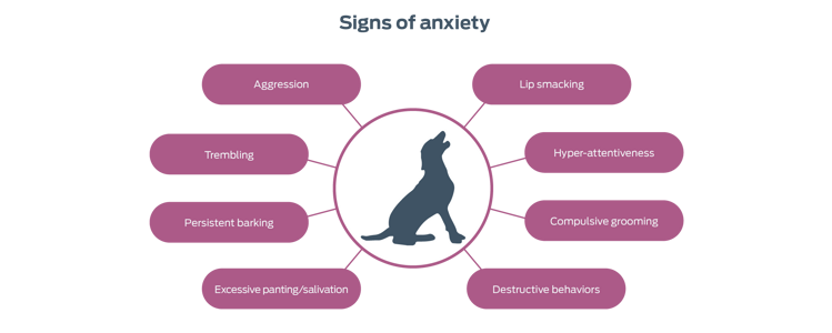 Signs of anxiety. Agression. Trembling. Persistent barking. Excessive panting/salivation. Lip smacking. Hyper-attentiveness. Compulsive grooming. Destructive behaviors.