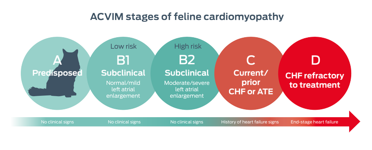 ACVIM stages of feline cardiomyopathy