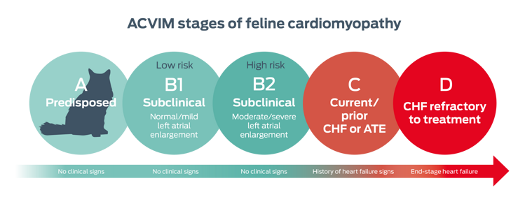 ACVIM stages of feline cardiomyopathy