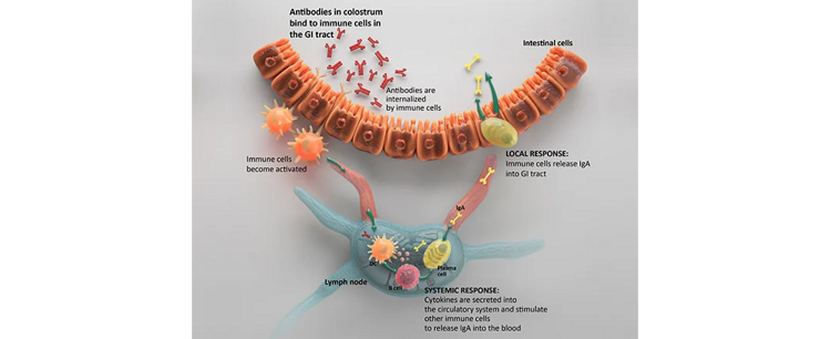 colostrum-activation